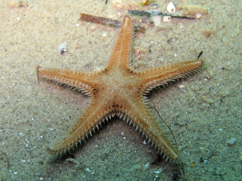 Astropecten spinulosus (Philippi, 1837)